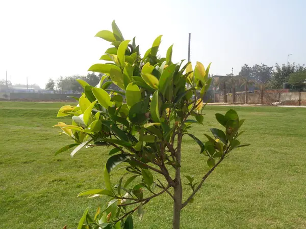 Einzelner Baum Mitten Grünen Rasen — Stockfoto