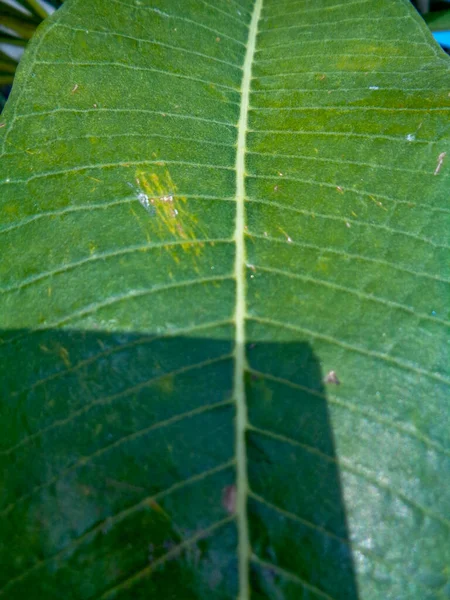 Green Leaf Vein Texture — Stock Photo, Image