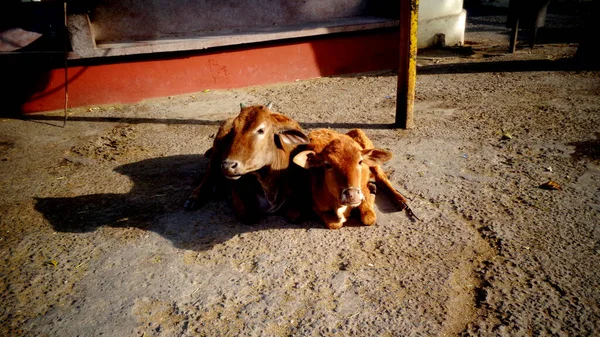 Mamá Vaca Ternera Sentadas Juntas — Foto de Stock