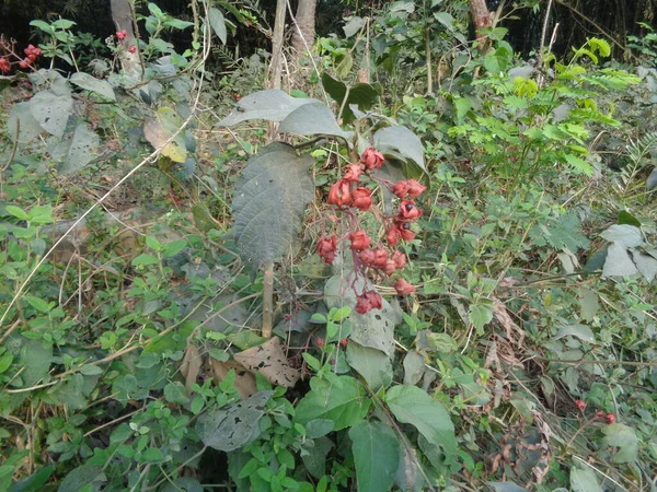 Kleine Blume Wald — Stockfoto