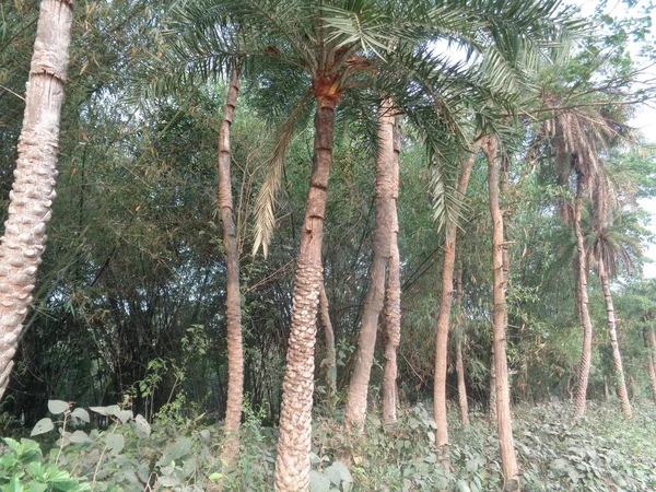 Palmen Wald — Stockfoto