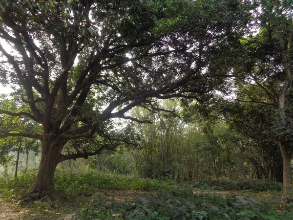 Árvore Vegetação Florestal Terras Agrícolas — Fotografia de Stock