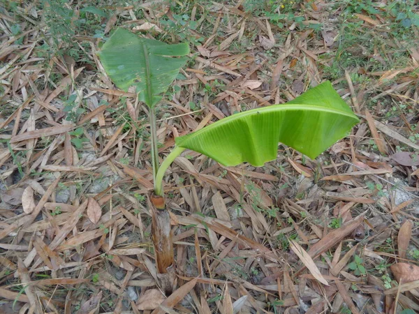 Pequena Planta Banana Gramado — Fotografia de Stock