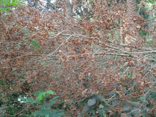 멀구슬나무의 — 스톡 사진