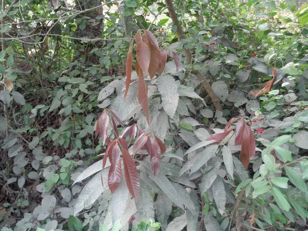 Kleine Mangopflanze Rasen — Stockfoto