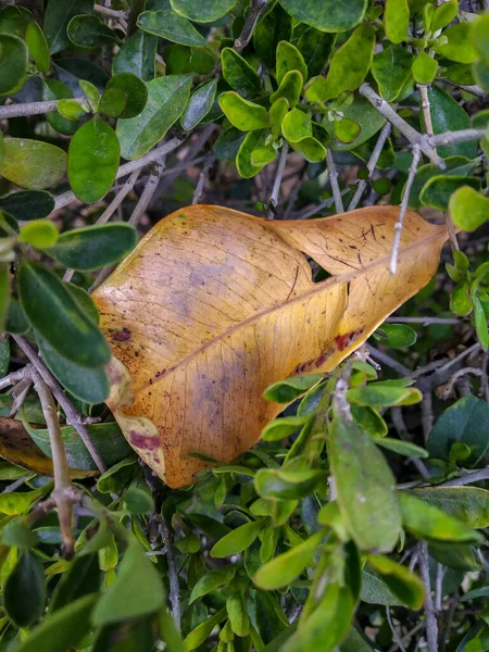 Золотой Сухой Лист Фоне Зеленой Травы — стоковое фото