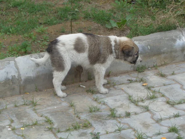 Streunender Hund Süßer Welpe Beim Laufen Rasen — Stockfoto