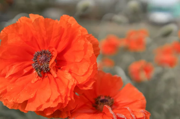 Primer Plano Flores Amapola Naranja Campo — Foto de Stock