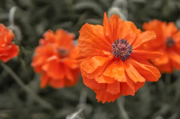 Közel Narancs Mák Virágok Területen — Stock Fotó