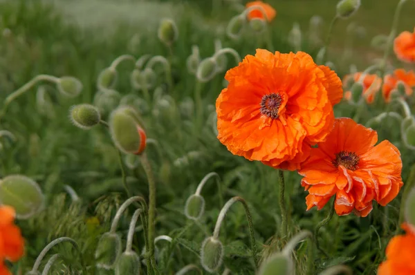 Primer Plano Flores Amapola Naranja Campo — Foto de Stock