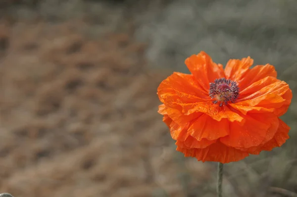 Primer Plano Flores Amapola Naranja Campo — Foto de Stock