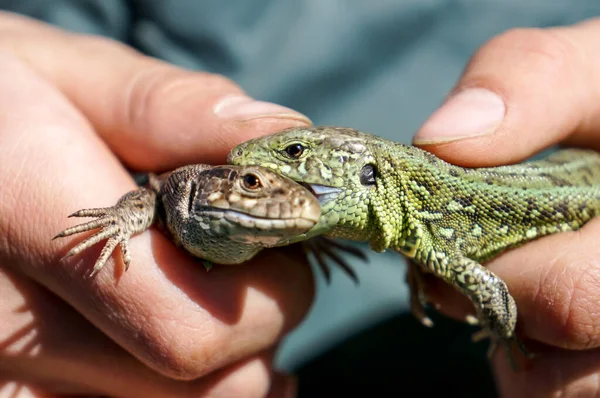 Lizard in human hands. reptile macro photography