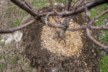 çam ağacı kabuğuyla çimenlik çiçek tarhı