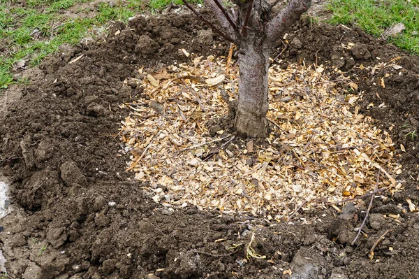 Mulching Bloembed Met Dennenboomschors Mulch — Stockfoto