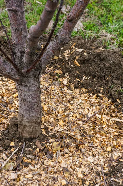 Çam Ağacı Kabuğuyla Çimenlik Çiçek Tarhı — Stok fotoğraf