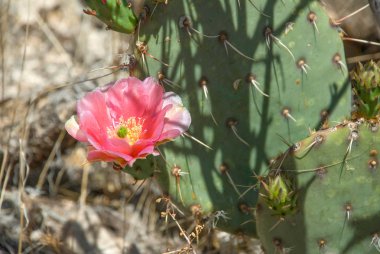 Havasu Kanyonu'nda Dikenli Armut Kaktüsüzerinde Pembe Çiçek