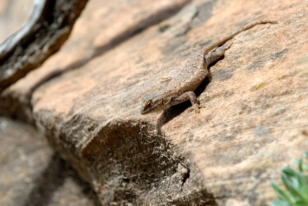 Lizard na Utah Red Rock Obraz Stockowy