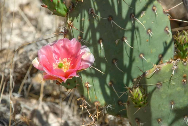 Flor rosa em um cacto de pêra espinhosa em Havasu Canyon Imagem De Stock