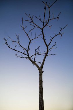 gökyüzü arka plan üzerinde çıplak ağaca
