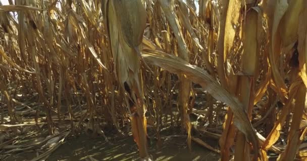 Відео Готового Збирати Кукурудзяне Поле Сушеними Стеблами Кукурудзяним Кобом — стокове відео