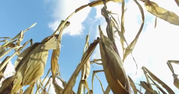 줄기와 옥수수로 옥수수밭을 수확할 준비가 모습을 비디오 — 비디오