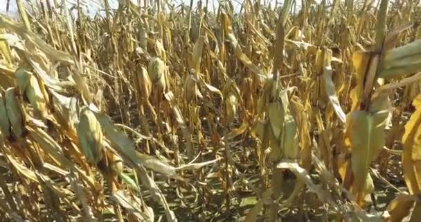 Video Ready Harvest Corn Field Dried Stalks Corn Cob — Stock Video