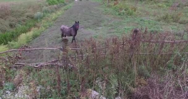 Önünde Siyah Bir Olan Otlak Atları Atlar Kasvetli Bir Sonbahar — Stok video