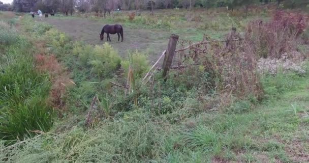 Önünde Siyah Bir Olan Otlak Atları Atlar Kasvetli Bir Sonbahar — Stok video