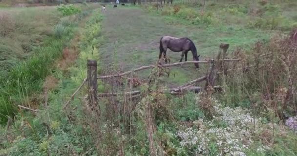 Chevaux de pâturage avec un cheval sombre au premier plan. Les chevaux mangent de l'herbe un jour d'automne sombre .