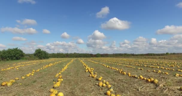 排成一排准备秋天在田里收割的桔子南瓜 — 图库视频影像
