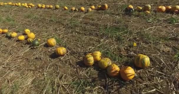 가을에 밭에서 수확할 준비가 오렌지 호박들이 줄지어 배열되어 — 비디오