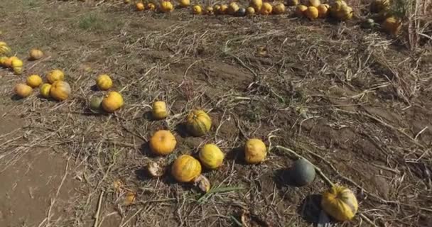 Аранжується Рядами Апельсинових Гарбузів Готових Збирання Полі Восени — стокове відео