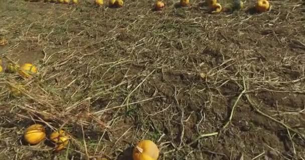 가을에 밭에서 수확할 준비가 오렌지 호박들이 줄지어 배열되어 — 비디오