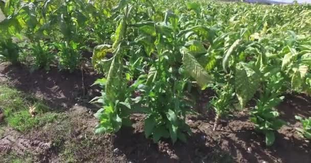 Rijen Tabak Voor Laatste Oogst Vóór Herfst Video Met Blauwe — Stockvideo