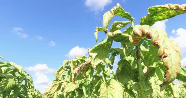 Rows Tobacco Last Harvest Fall Video Blue Blue Sky Background — Stock Video