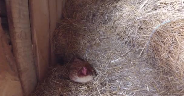 Crochet Dans Nid Fait Balles Paille Sur Une Petite Ferme — Video