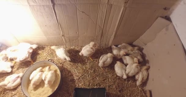 Fokken Van Kleine Kippen Een Kleine Boerderij Voor Vleesverwerking — Stockvideo