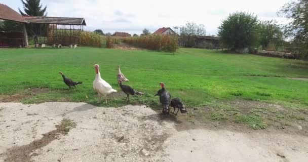 Kalkoenen Een Kleine Boerderij Die Vrij Rondlopen Boerderij Tuin — Stockvideo