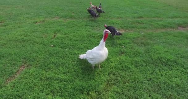 小农场上的火鸡自由地在农场和花园中漫游 — 图库视频影像