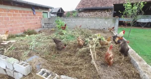 Ayam Ayam Sebuah Peternakan Kecil Bebas Berkeliaran Ladang Dan Halaman — Stok Video