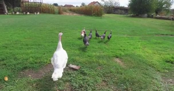 Bahçede Çiftlikte Özgürce Dolaşan Küçük Bir Çiftlikteki Hindiler — Stok video