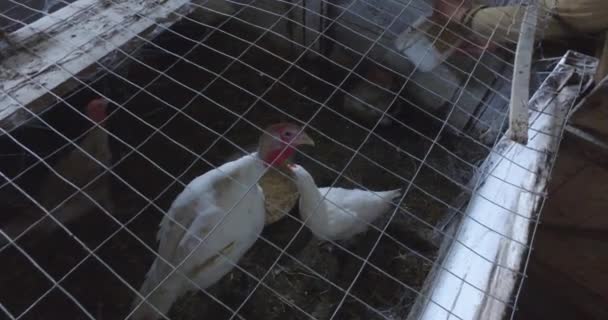Truthähne Auf Einem Kleinen Bauernhof Käfig Bevor Sie Frei Durch — Stockvideo