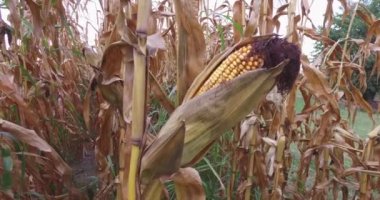 Küçük bir çiftlikteki mısır tarlası çoktan kurumuş ve olgunlaşmış mısır taneleri haline gelmiştir..