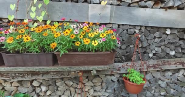 Fiori Rustici Una Pentola Con Uno Sfondo Vecchie Assi Capannone — Video Stock