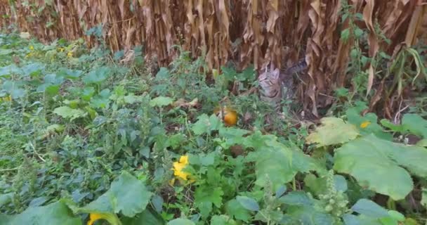 Eine Nette Katze Spielt Auf Einem Feld Auf Dem Land — Stockvideo