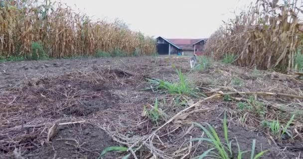 Kırsalda Güzel Bir Kedi Oynuyor — Stok video