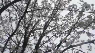 Erken bahar kiraz çiçekleri ve geç kar. Aşağıdan kameraya doğru kar taneleri ile çekilmiş..