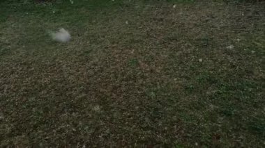 Yeşil çimlerde erken ya da geç kar yağar. Rüzgarlı büyük tanecikler, yere doğru düştü..