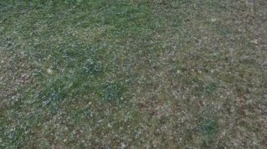 Yeşil çimlerde erken ya da geç kar yağar. Rüzgarlı büyük tanecikler, yere doğru düştü..