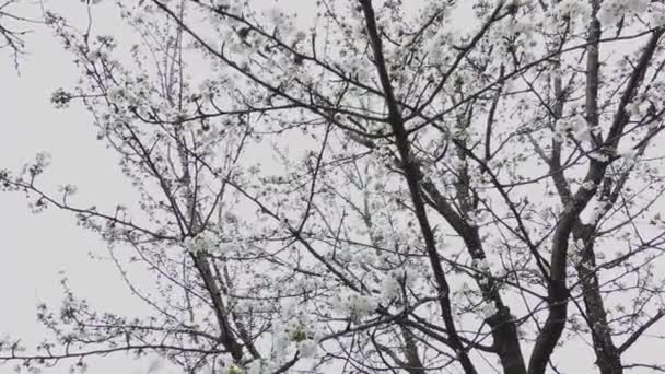 Ранние Весенние Цветения Вишни Поздний Снег Снимок Снизу Снежинками Сторону — стоковое видео